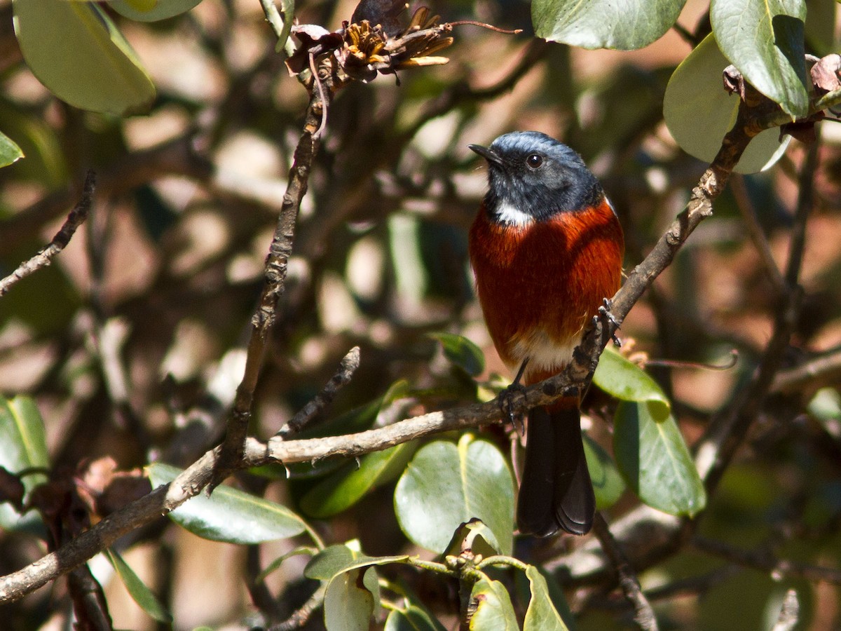 White-throated Redstart - ML283801721