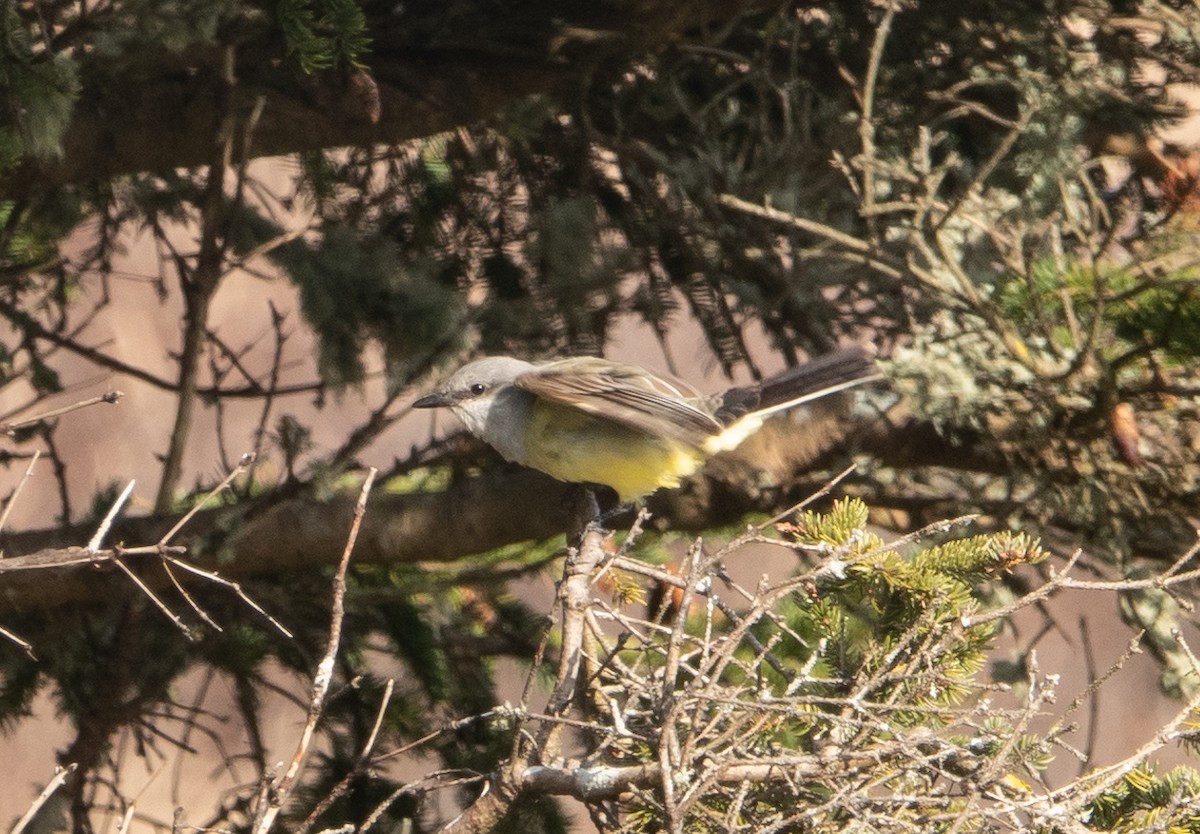 Western Kingbird - ML283802431