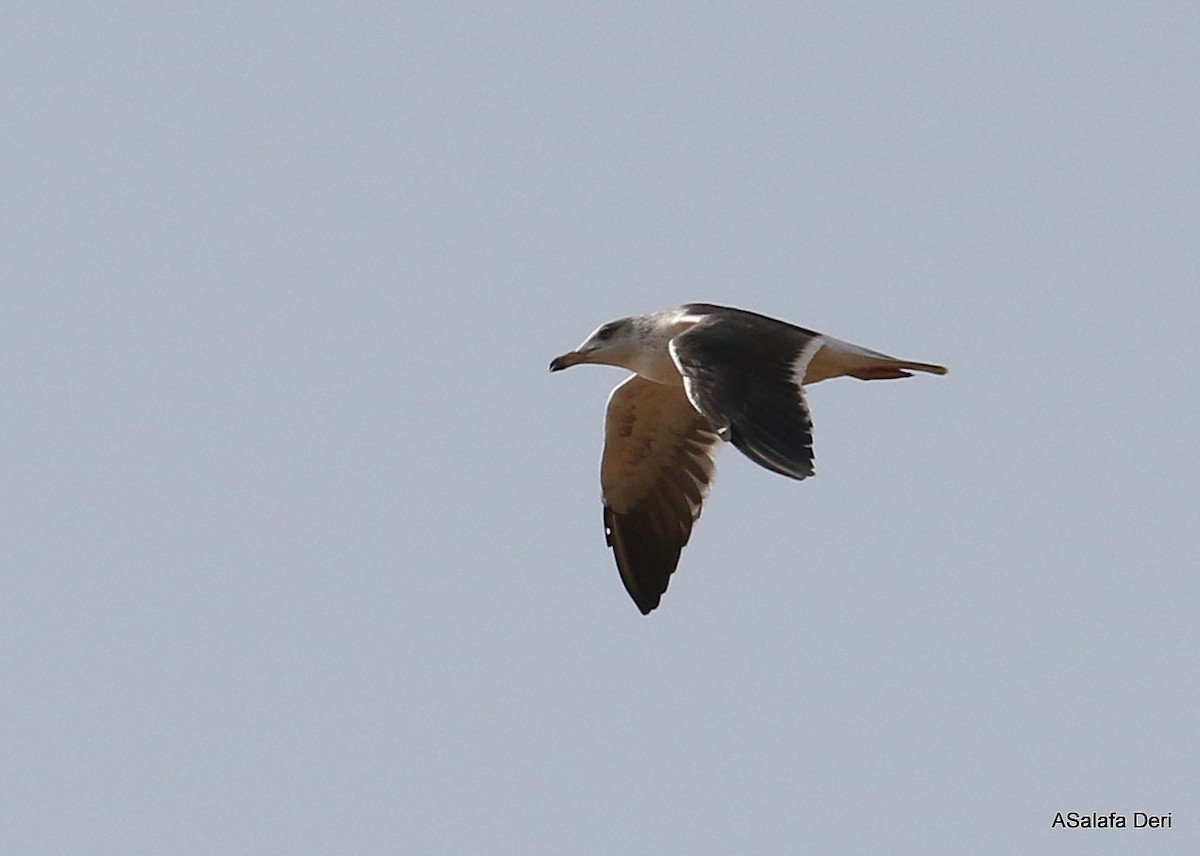 Lesser Black-backed Gull - Fanis Theofanopoulos (ASalafa Deri)