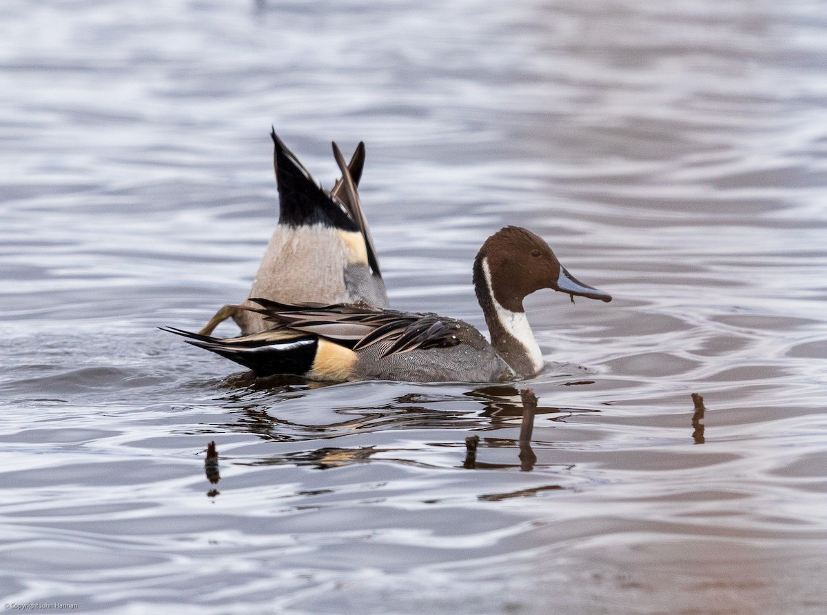 Northern Pintail - John Hannan