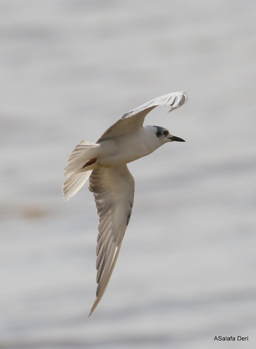 White-winged Tern - ML283807431