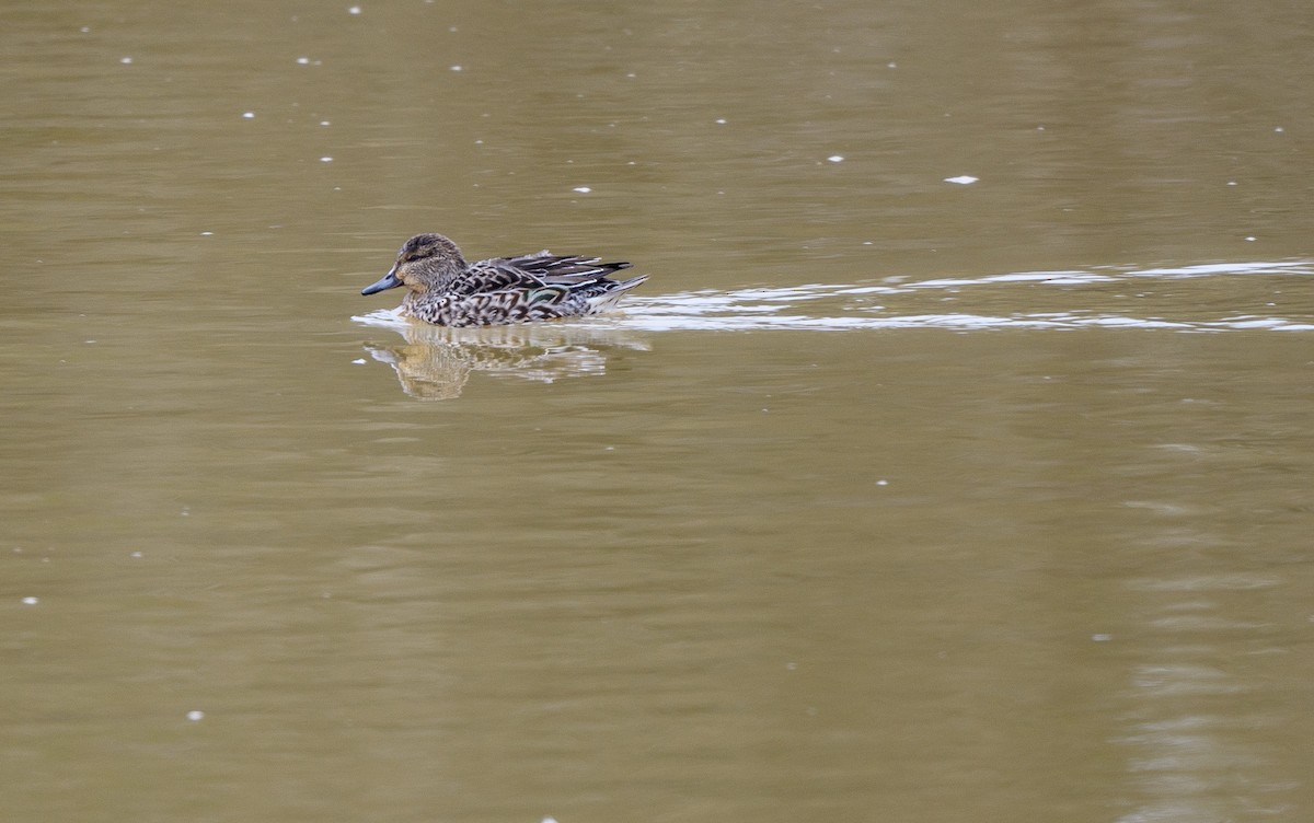 Green-winged Teal - ML283809331