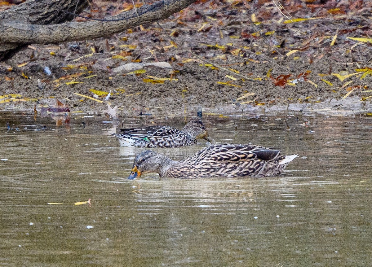 Green-winged Teal - Howard Cox