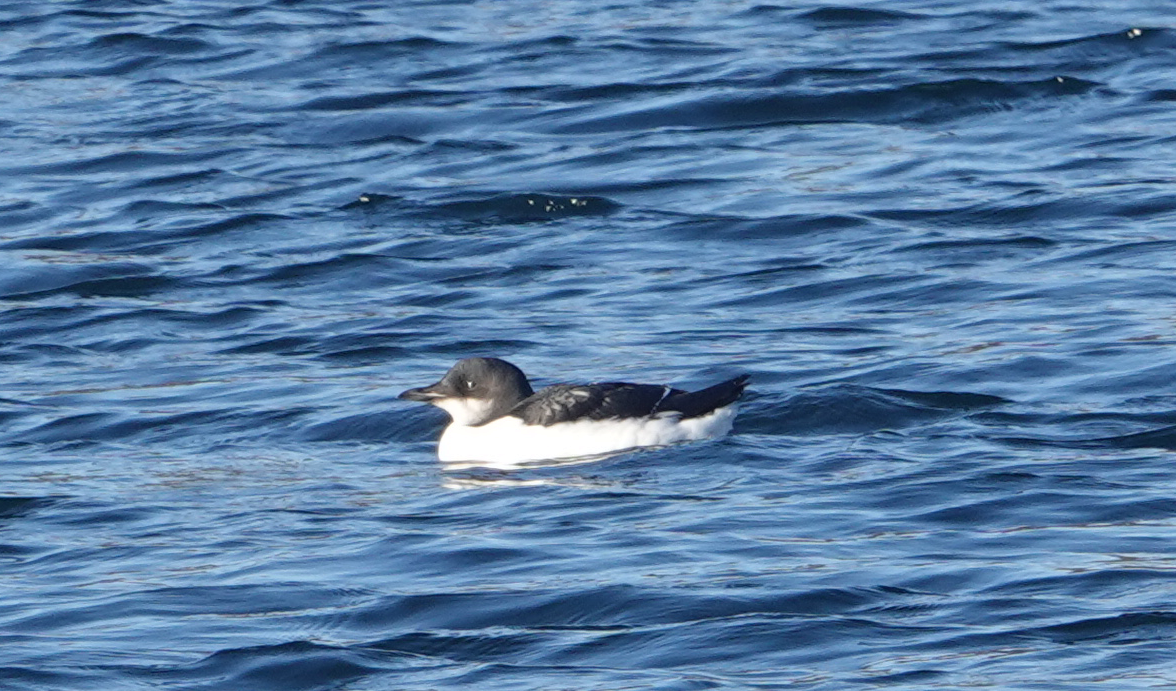 Thick-billed Murre - ML283810691