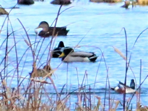 American Black Duck - ML283811161