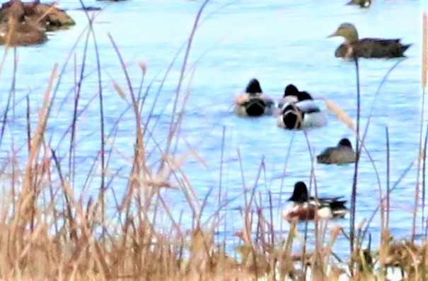 American Black Duck - ML283811171