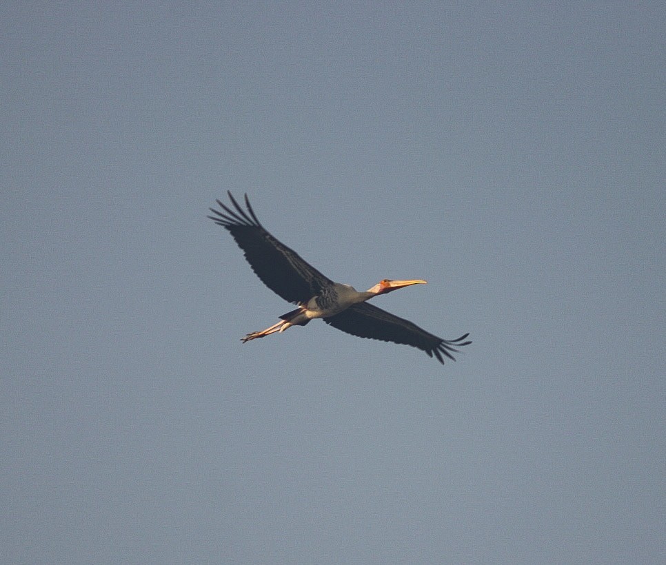 Painted Stork - ML283812621