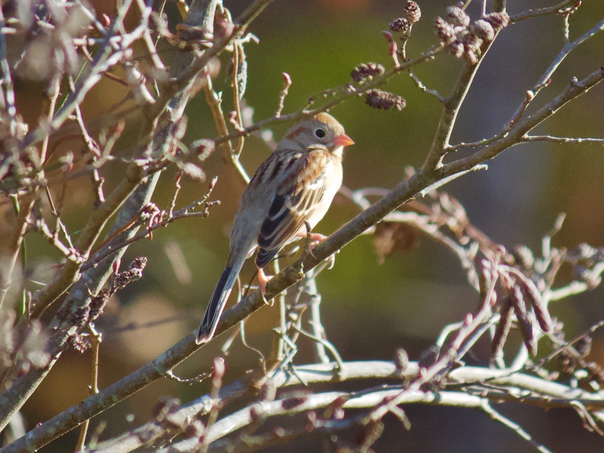 Field Sparrow - ML283814251