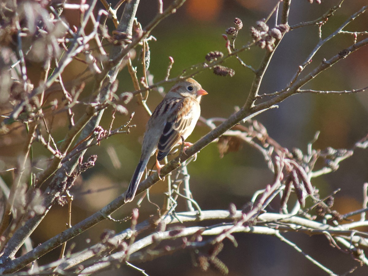 Field Sparrow - ML283814281