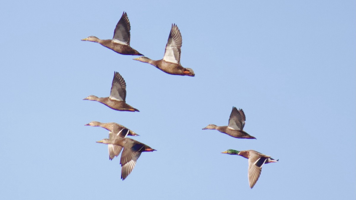 American Black Duck - ML283814451