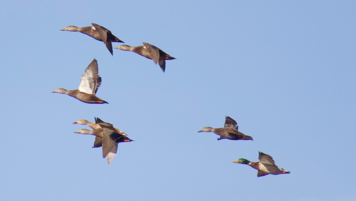 American Black Duck - ML283814461