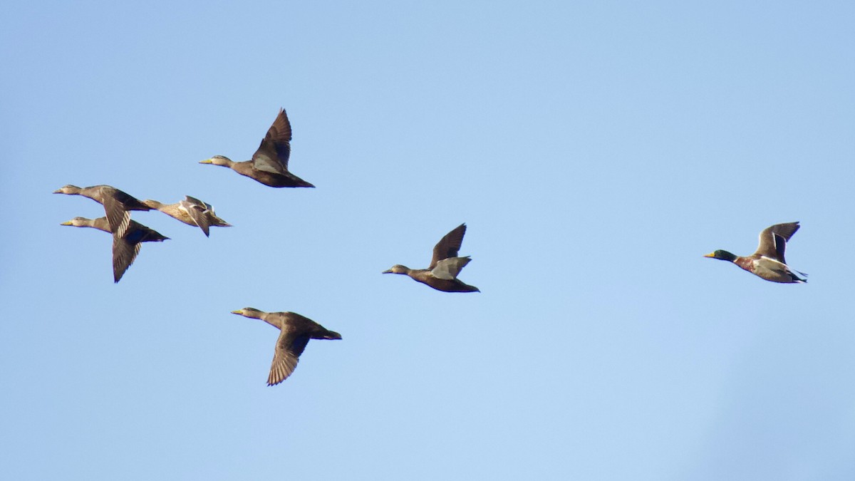 American Black Duck - ML283814481