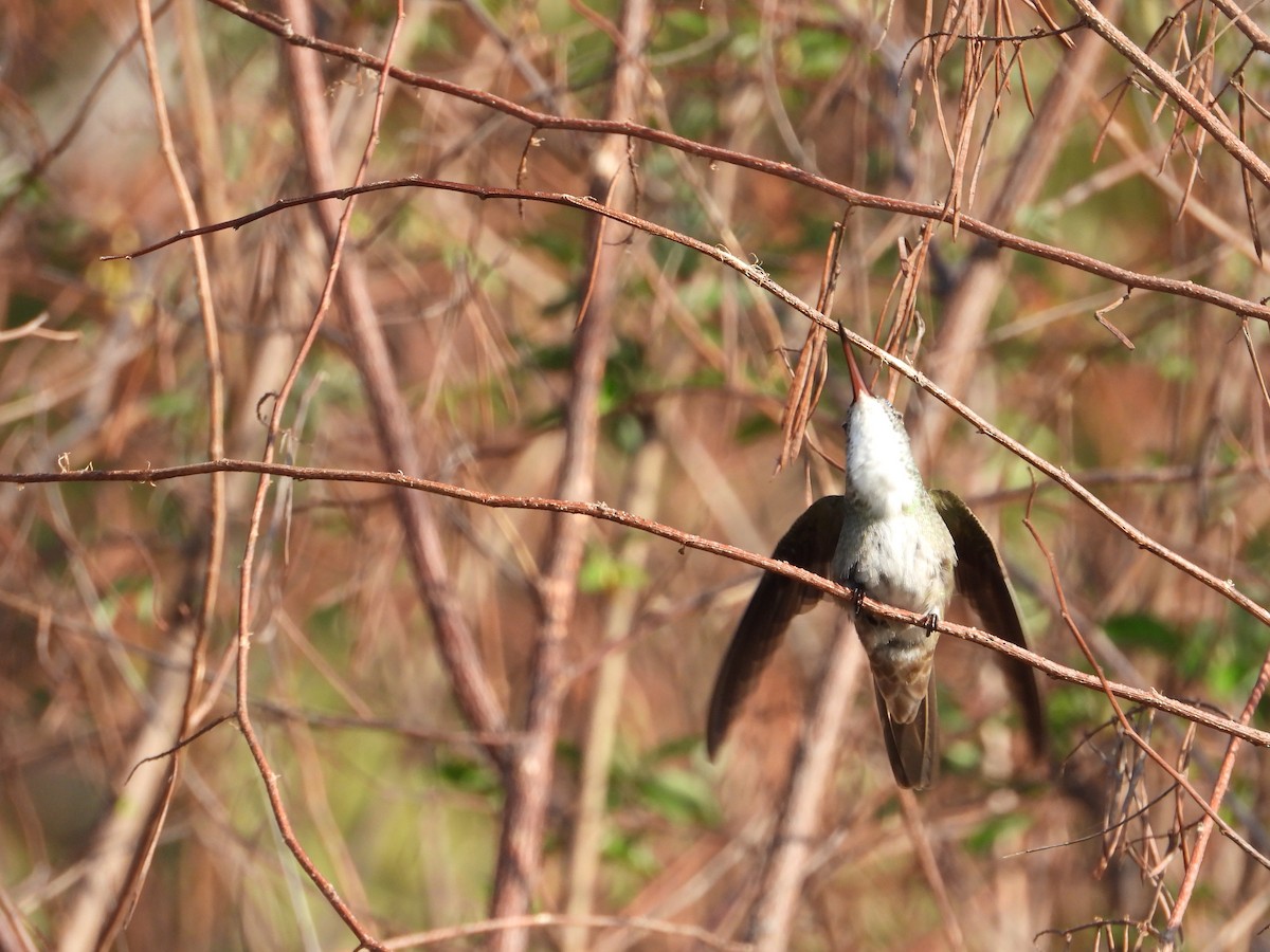 Azure-crowned Hummingbird - ML283815571