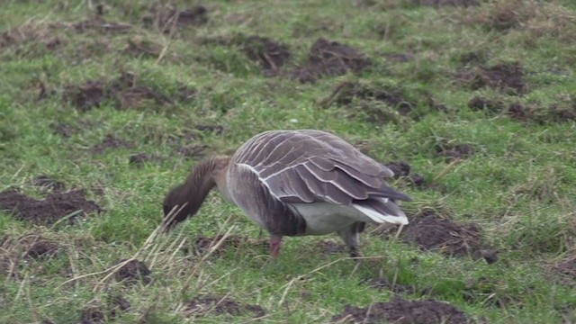 Pink-footed Goose - ML283816101