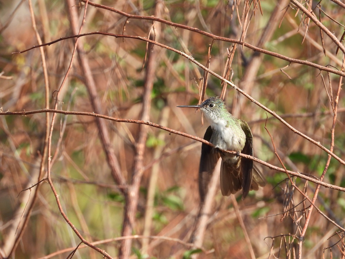 Azure-crowned Hummingbird - ML283816721