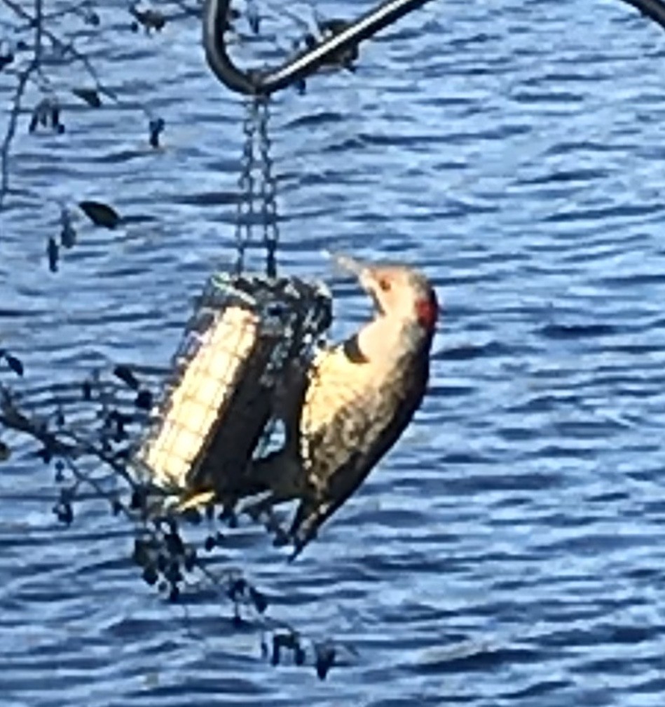 Northern Flicker - ML283817301