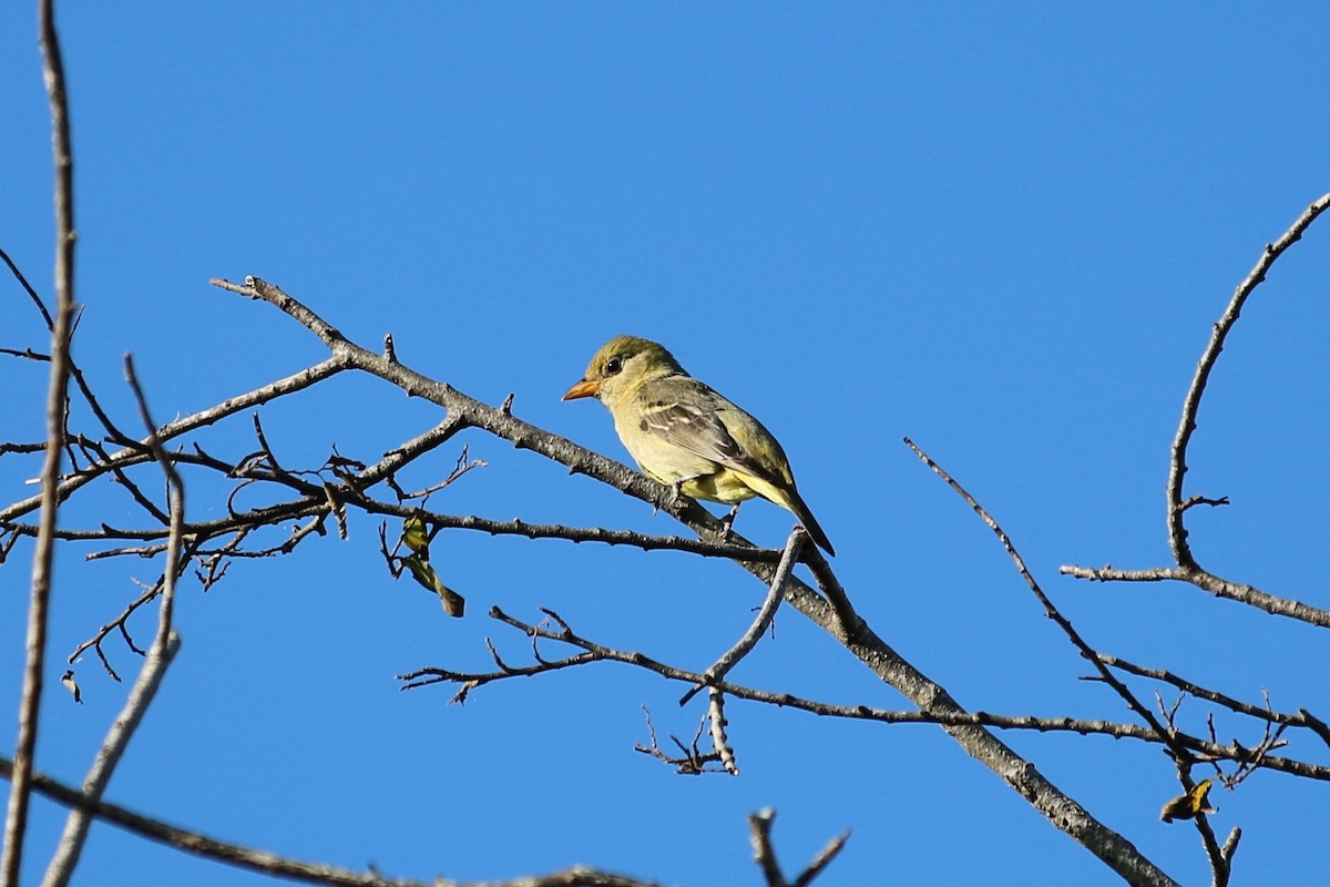 Western Tanager - ML283819091