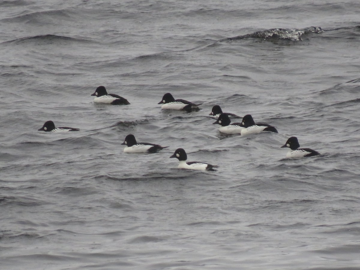 Common Goldeneye - Alexander Merrigan