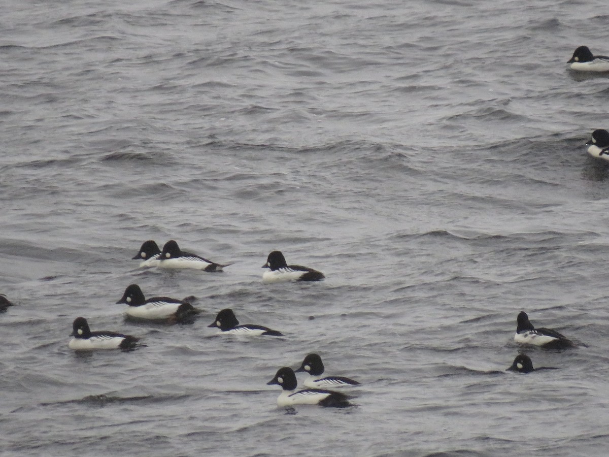 Common Goldeneye - ML283820571