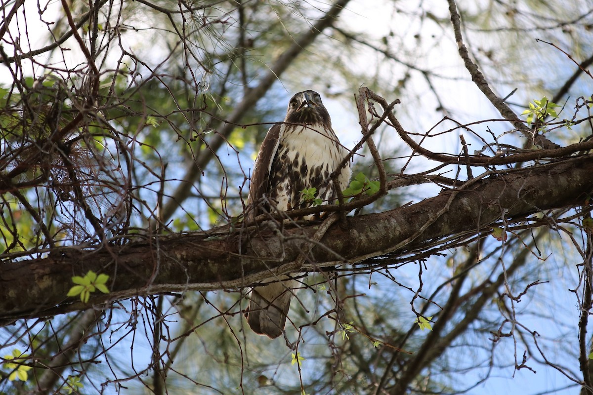 Red-tailed Hawk - ML283821151
