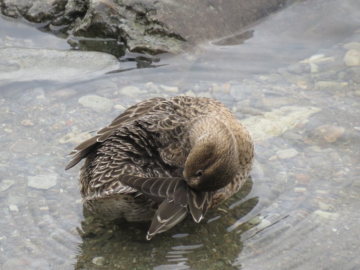 Ногоохон нугас - ML283821401