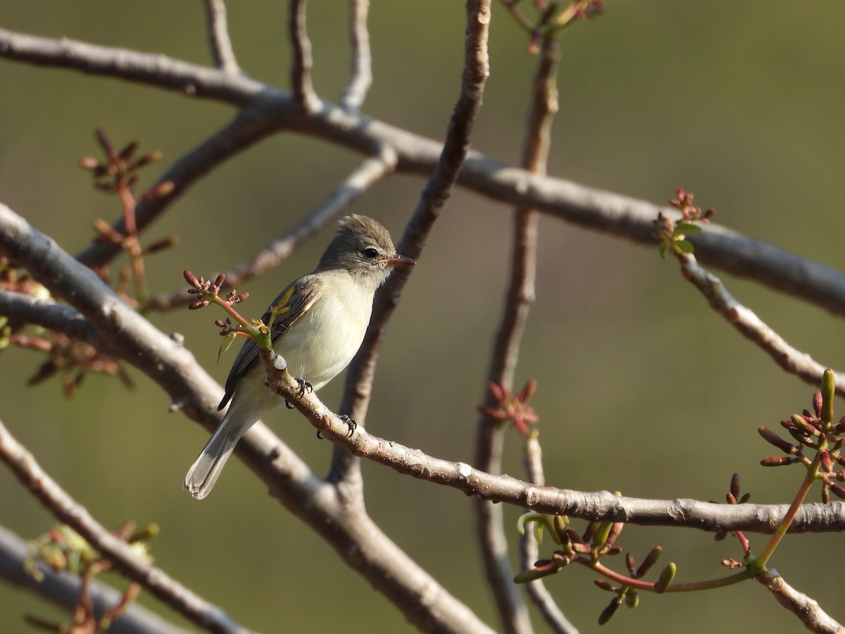 Northern Beardless-Tyrannulet - ML283822421