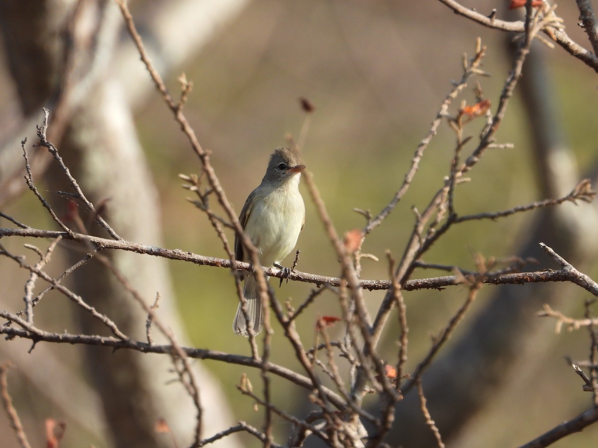 Northern Beardless-Tyrannulet - ML283822461