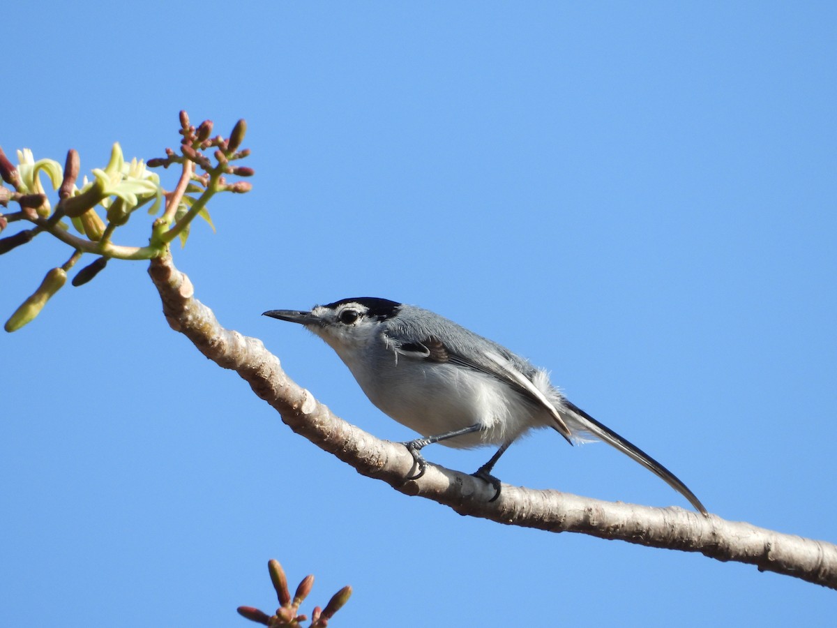 White-lored Gnatcatcher - ML283823071