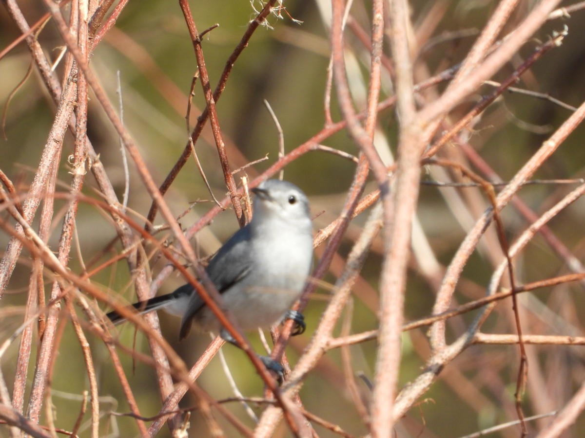 White-lored Gnatcatcher - Adrianh Martinez-Orozco