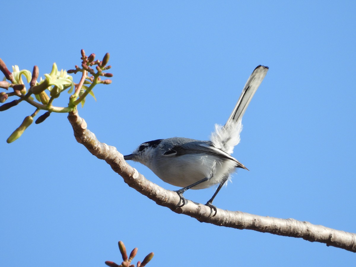 White-lored Gnatcatcher - ML283823181