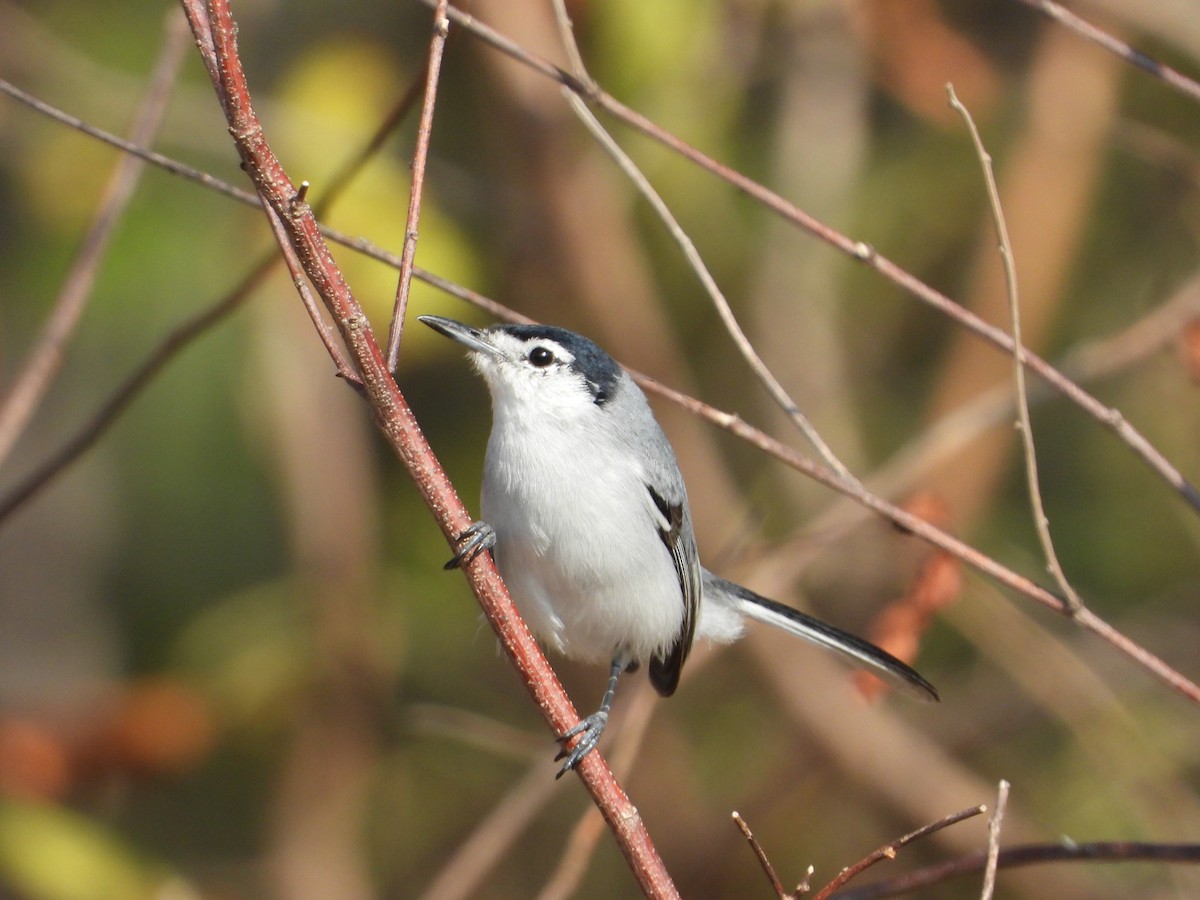 White-lored Gnatcatcher - ML283823211