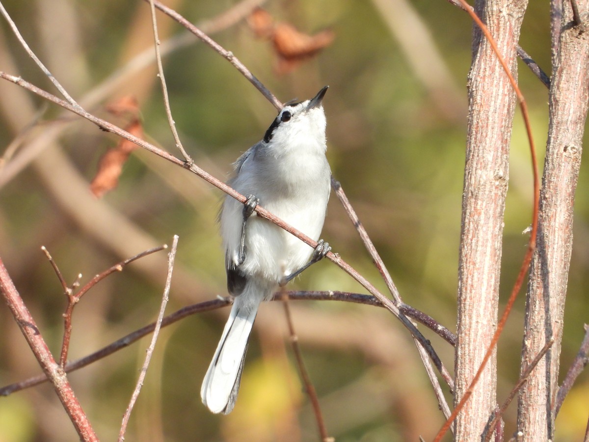 White-lored Gnatcatcher - Adrianh Martinez-Orozco