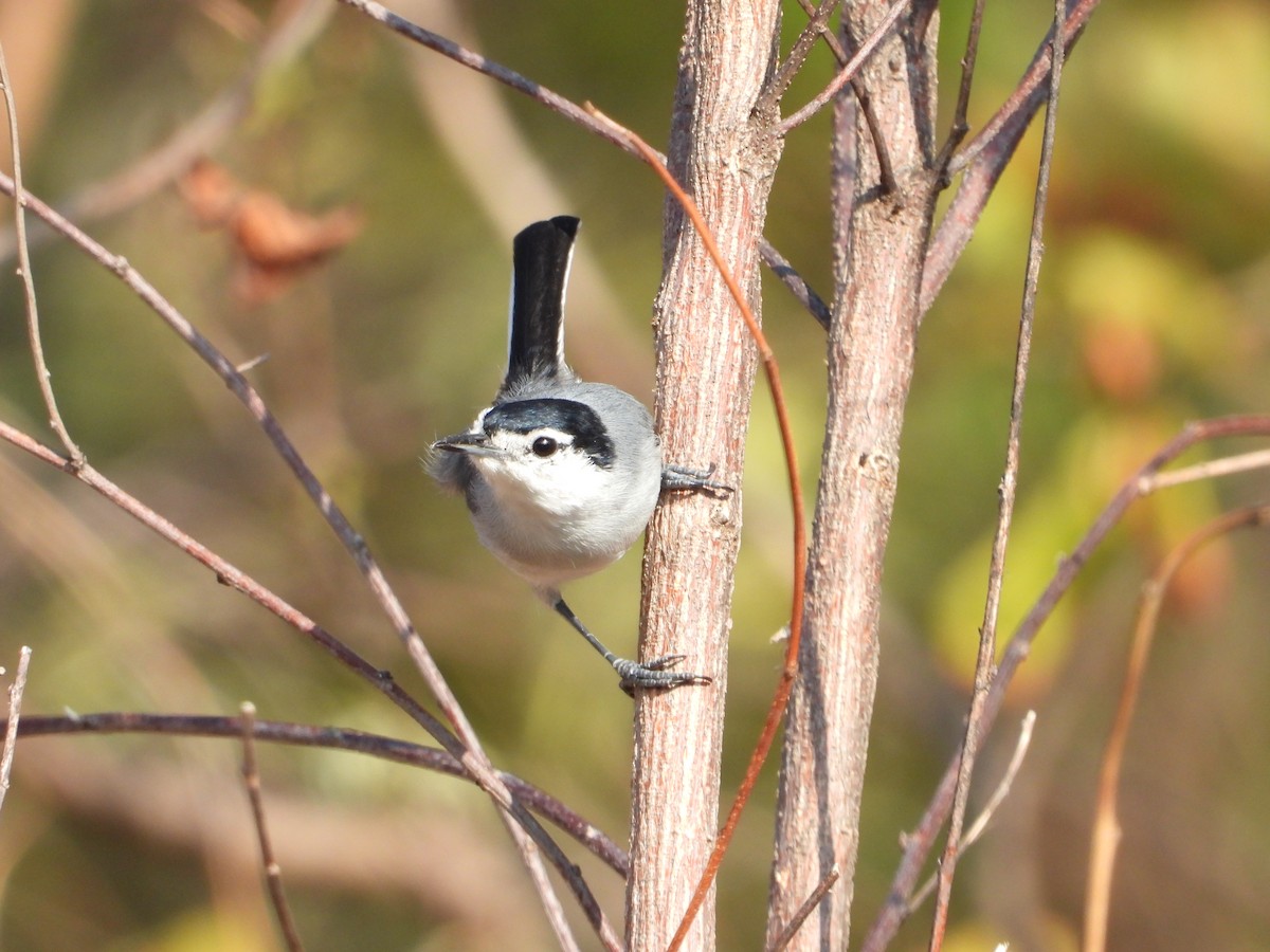 White-lored Gnatcatcher - Adrianh Martinez-Orozco