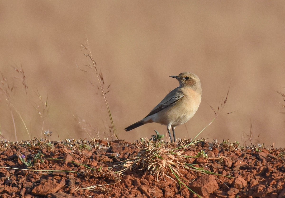 Desert Wheatear - tanmay mukhopadhyay