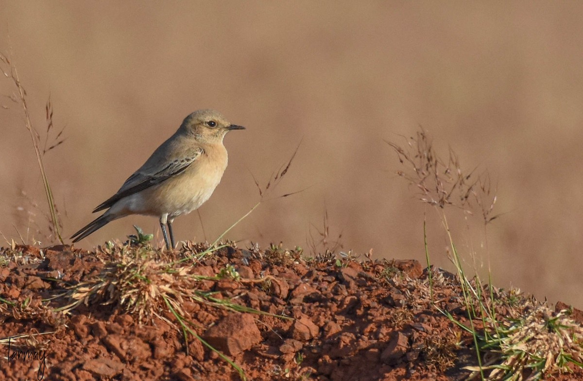 Desert Wheatear - ML283823391