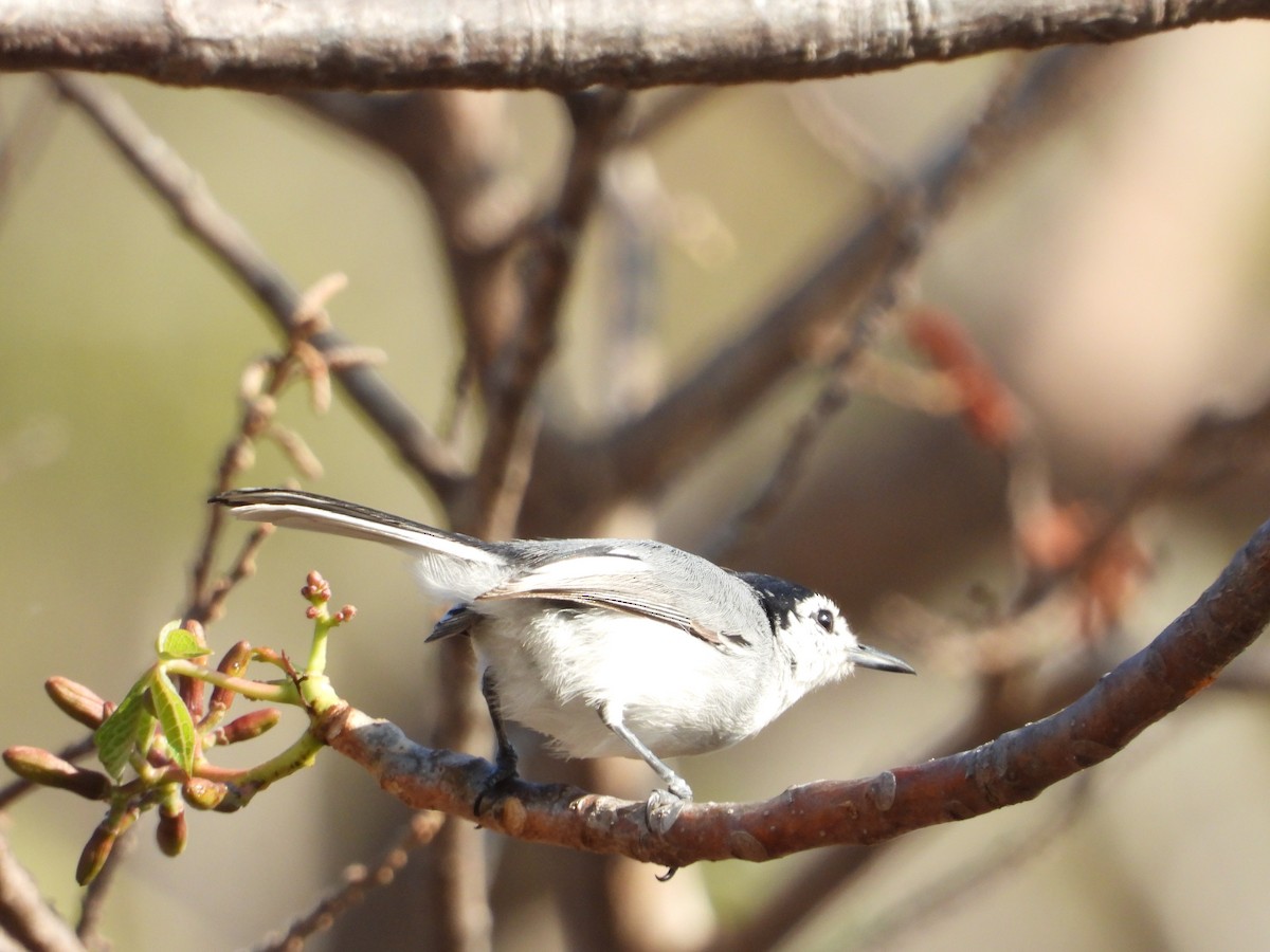 White-lored Gnatcatcher - Adrianh Martinez-Orozco