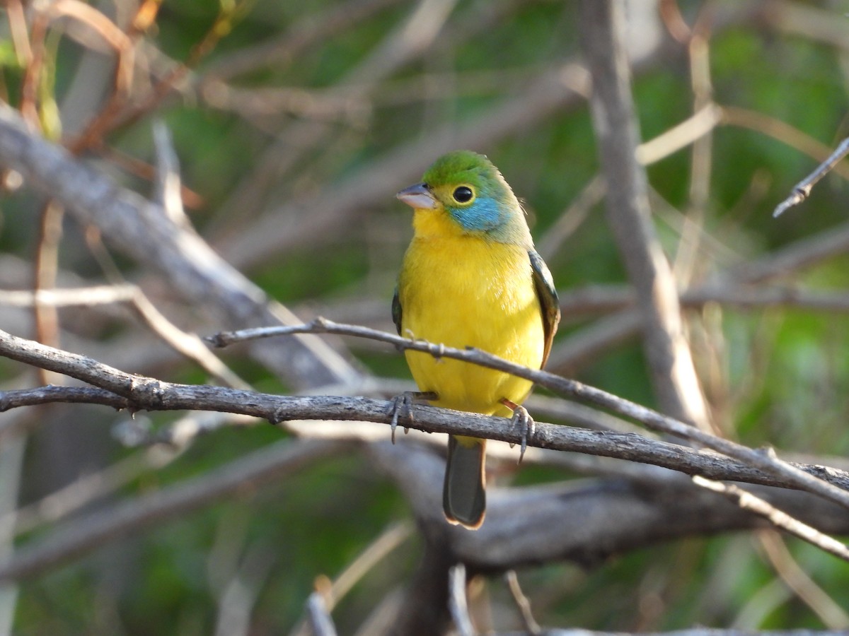 Orange-breasted Bunting - ML283823541