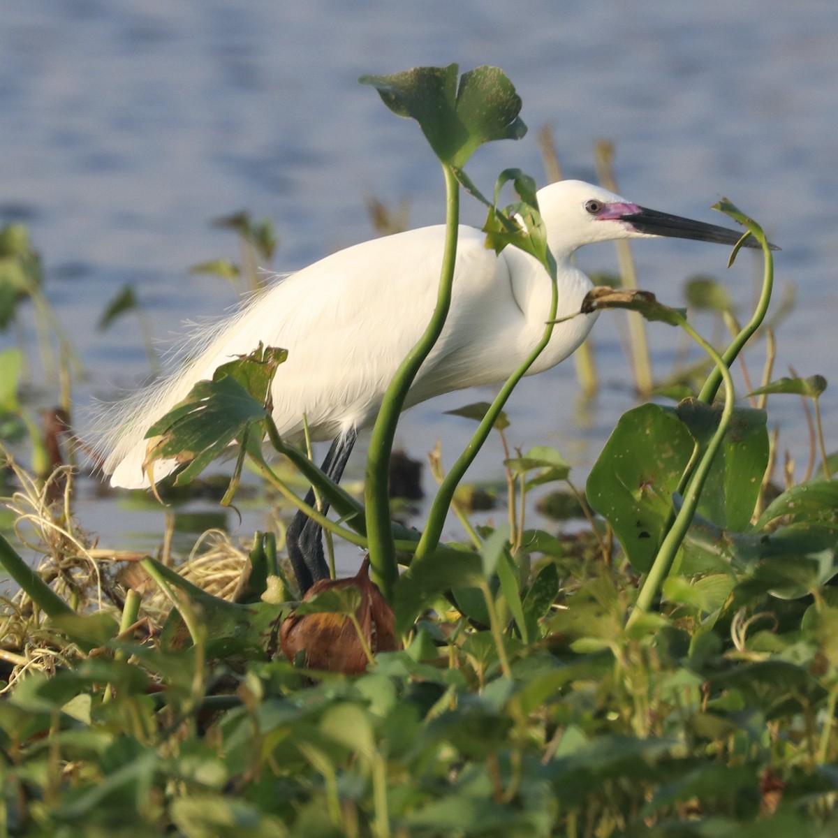 Little Egret - ML283823861