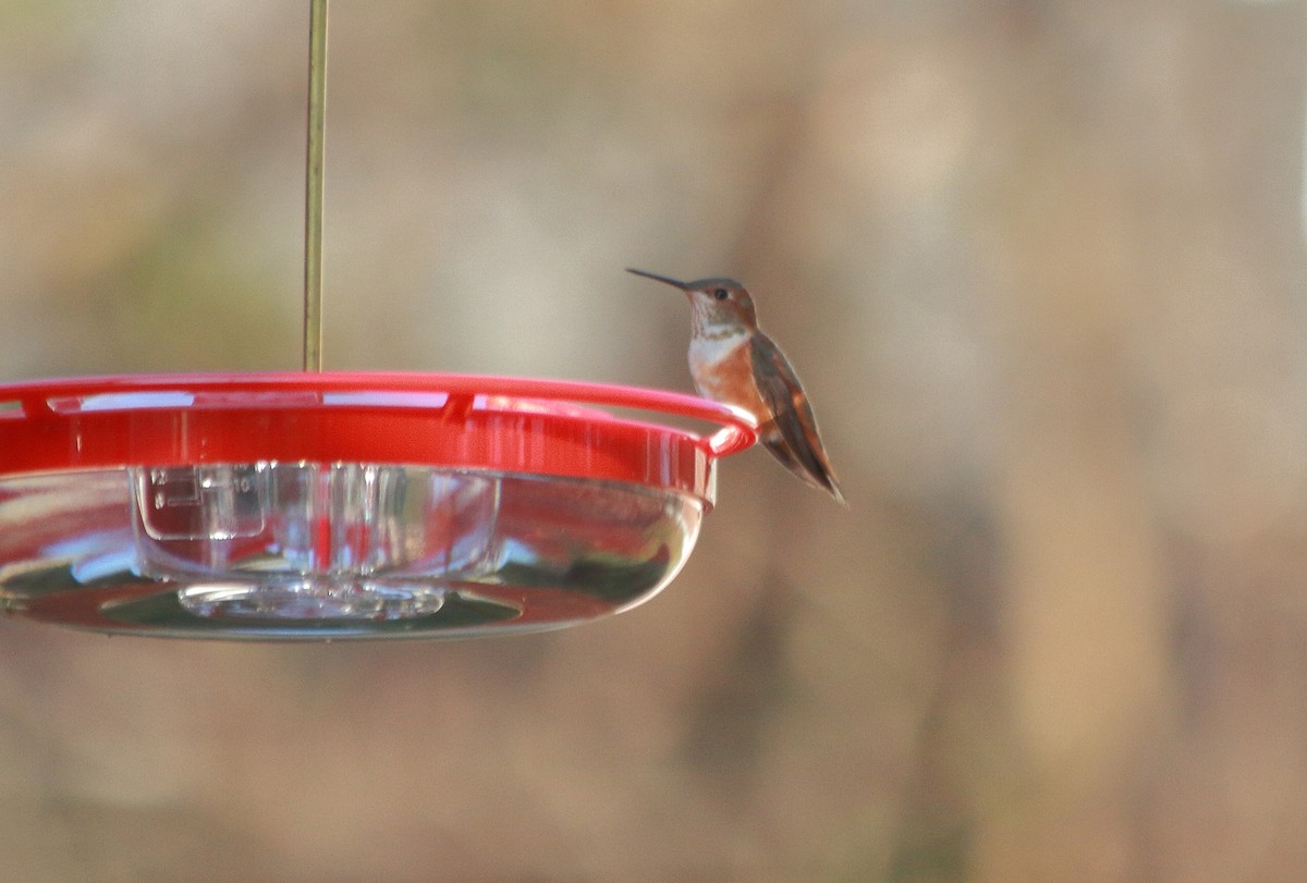 Rufous Hummingbird - Stella Tea