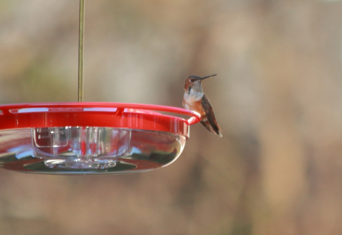 Rufous Hummingbird - ML283824181