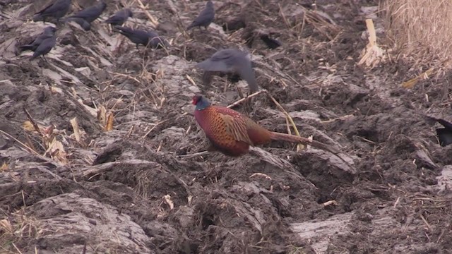 Ring-necked Pheasant - ML283824281