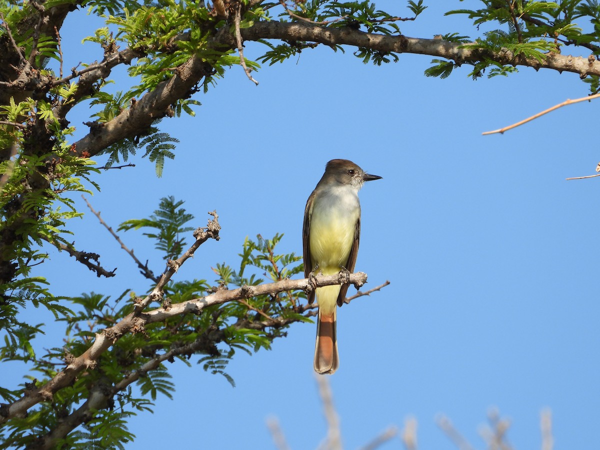 Ash-throated Flycatcher - ML283825161