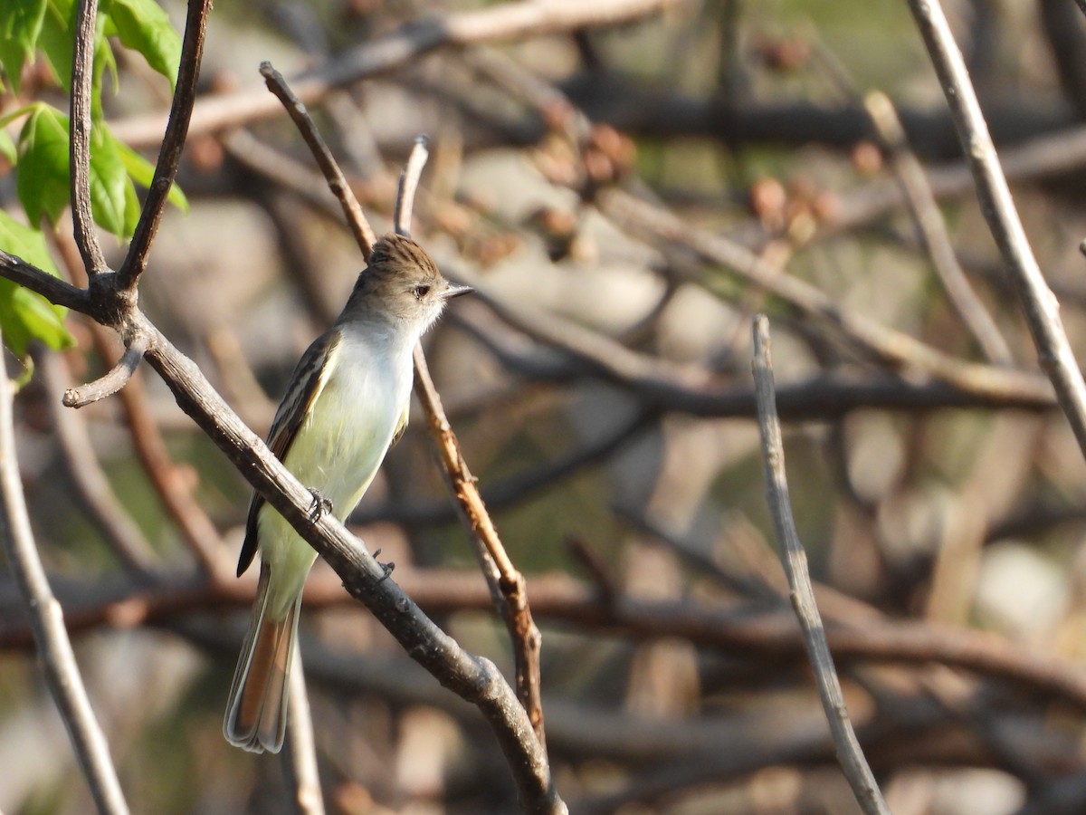 Ash-throated Flycatcher - ML283825171