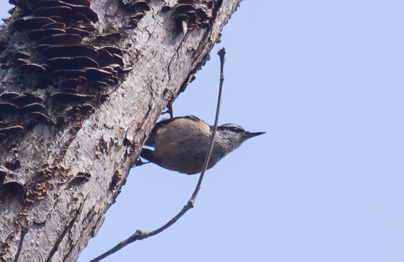 Red-breasted Nuthatch - ML28382521
