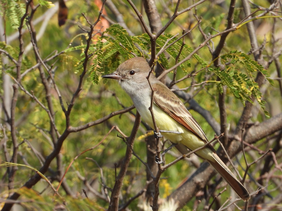 Ash-throated Flycatcher - ML283825251