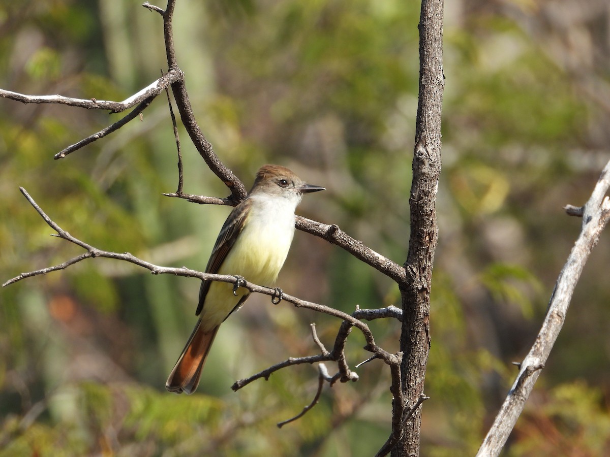 Ash-throated Flycatcher - ML283825281