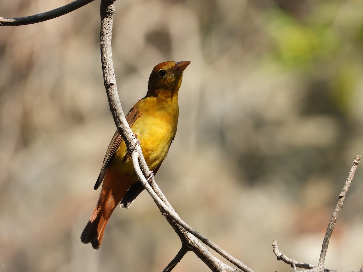 Summer Tanager - ML283825301