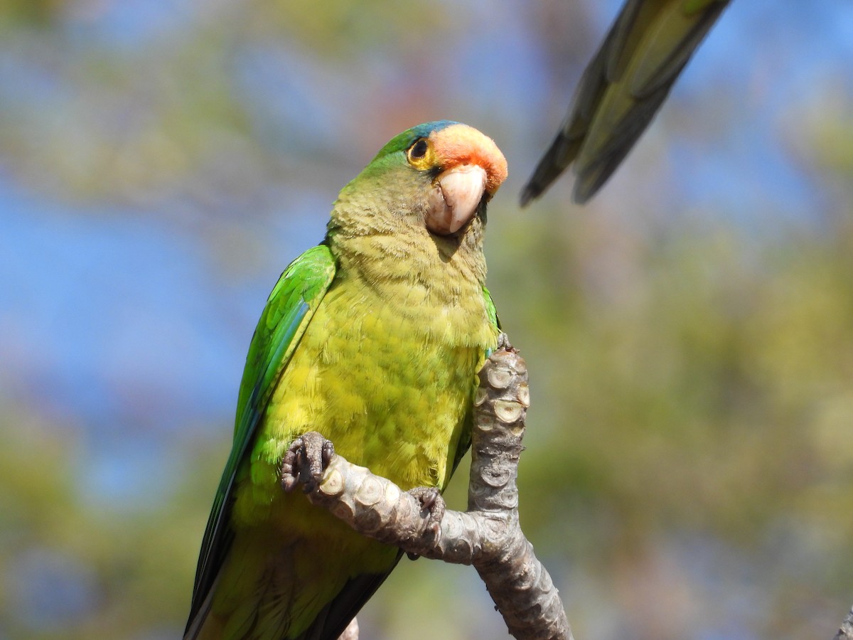 Orange-fronted Parakeet - ML283825811