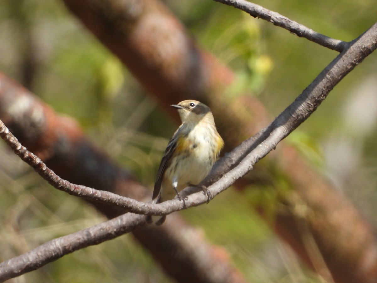 Yellow-rumped Warbler - ML283827021