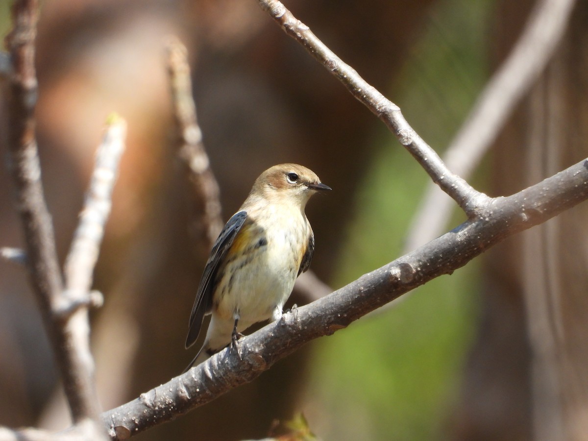 Yellow-rumped Warbler - Adrianh Martinez-Orozco